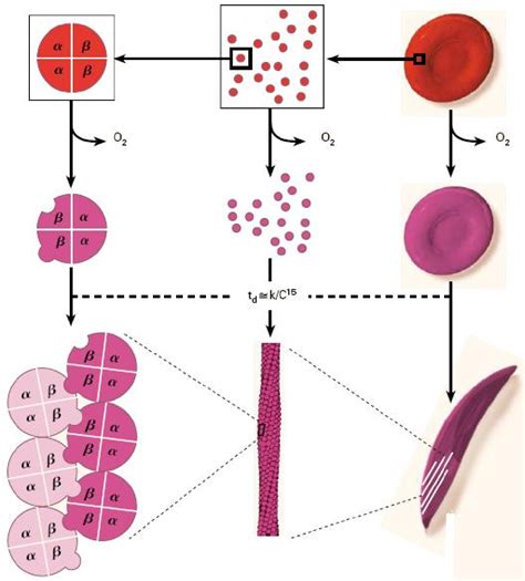 Figure 5 From An Overview Of Sickle Cell Disease Analysis Of The