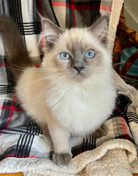 Ragdoll Munchkin Cat What You Need To Know Thatcatblog