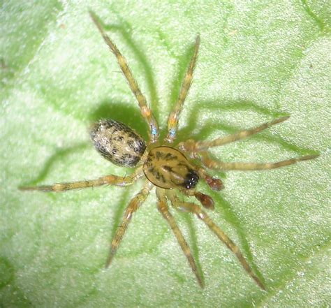 Ethobuella Tuonops Spiders Of Alaska · Inaturalist