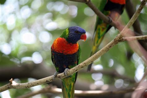 Parrot Jurong Park Free Photo On Pixabay Pixabay
