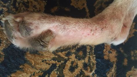 3 Year Old Yellow Labrador Retriever With Severe Itchy Paws Healed Dr