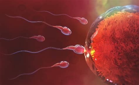 What Is Fertilization How Do The Sperms Meet The Eggs Process