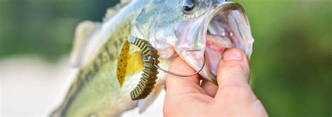 5 Best Lures For Largemouth Bass Fishing In 2023