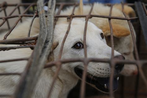 China Holds Annual Dog Meat Eating Contest Despite Protests