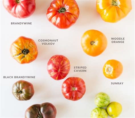 A Guide To Heirloom Tomatoes Tomato Garden Heirloom Tomatoes