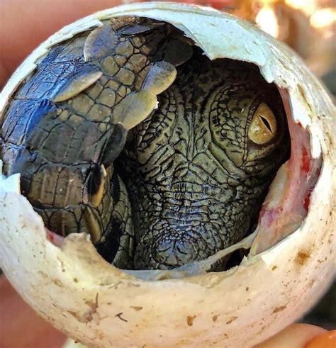 A Nile Crocodile Hatching From Its Egg Crocodilo Do Nilo Ovo De Jacaré Crocodilos