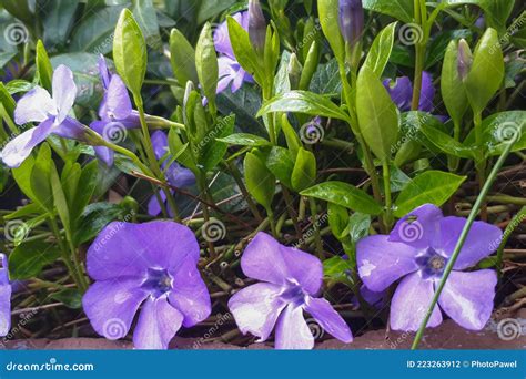 Purple Flowers Of Periwinkle Vinca Minor In Garden Lesser Periwinkle