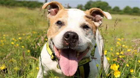 Dogs Trust Oldest Dog Returns To Centre For Third Time Desperate For