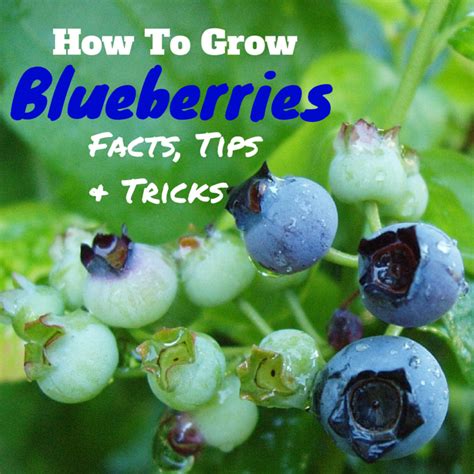 Facts Tips And Tricks To Growing Blueberries Hubpages