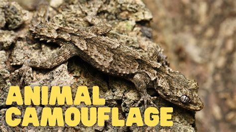 Animal Camouflage Learn How Animals Can Blend In With Their