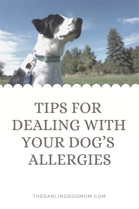 Tips For Dealing With Your Dogs Allergies Dog Allergies Your Dog