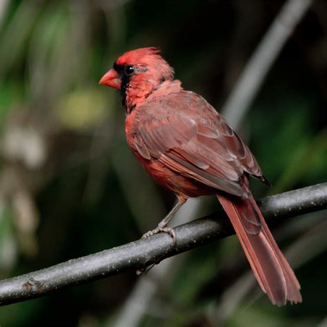 Cardinal My Birding Photos