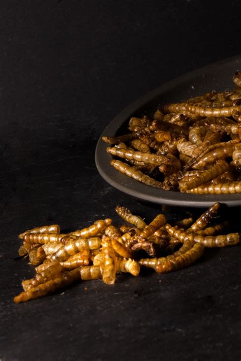 ✔ free shipping ✔ cash on when you go online, you will find 10 kg iron dumbbells, 10 kg dumbbell pairs and other kinds of. Dried Mealworms: 10kg (2 x 5kg) - £57.95 - Little Peckers