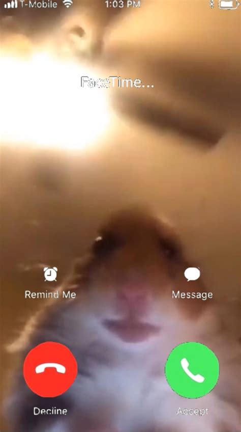 Put Your Video In The Hamster Facetime Meme By Zcfilms624
