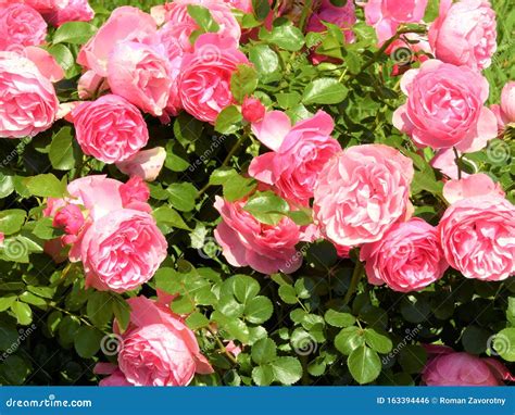 Pink Roses On A Beautiful Green Background Stock Photo Image Of