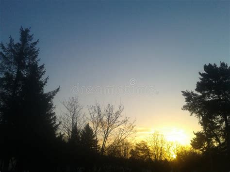 Sunset And Tree Tops Stock Photo Image Of Trees Tops 50897448