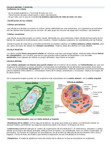 Celula Animal Y Vegetal