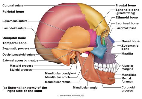 The bones are connected by suture lines where they grow together. biology - What is the bone at both sides of the human head ...