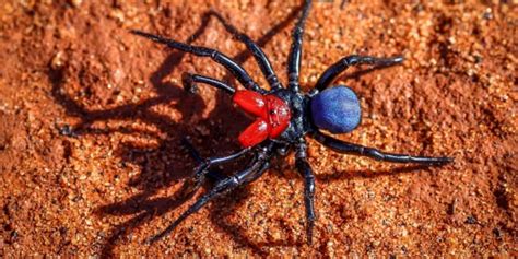 The Worlds Most Venomous Spiders 15 Deadliest Species⚠️