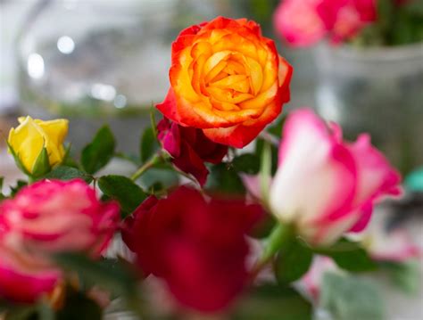 Tallahassee Area Rose Society Presents Renaissance Of Roses