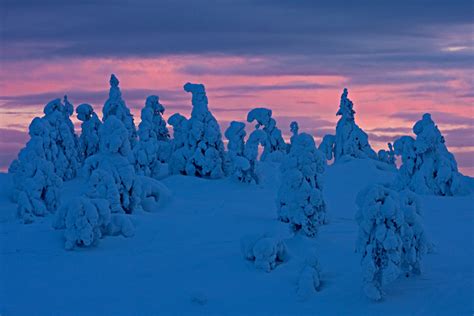 A Snowy Forest At Sunset Toinen Linja