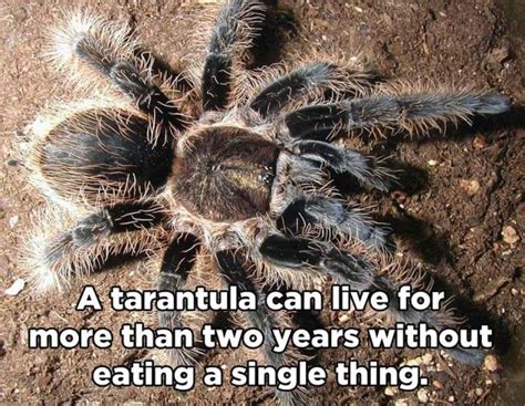 *my personal fav too!* well, one quite an interesting fact about this mammal is that they. 10 Interesting animal facts (10 pics) | Amazing Creatures