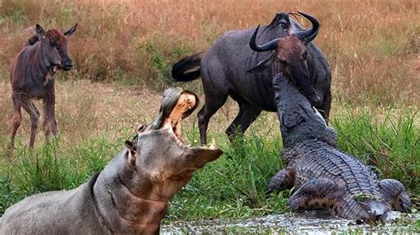 Wildebeest Tug Of War Between Hippo And Crocodile Hippo Vs Crocodile