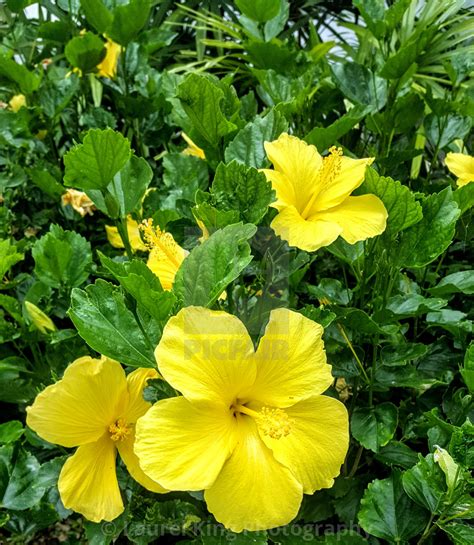 Yellow Hibiscus State Flower Of Hawaii Best Flower Site