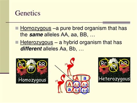 Ppt Heredity And Mendel Meiosis Powerpoint Presentation