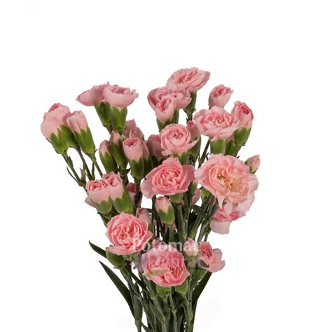 Mini Carnation Light Pink Potomac Floral Wholesale