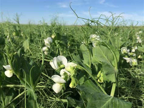Replacing Summer Fallow with Grain-type Field Peas: New Markets, New ...