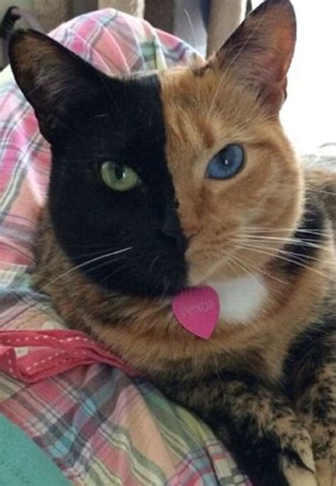 Venus The Two Faced Cat Is Breaking The Internet For Real
