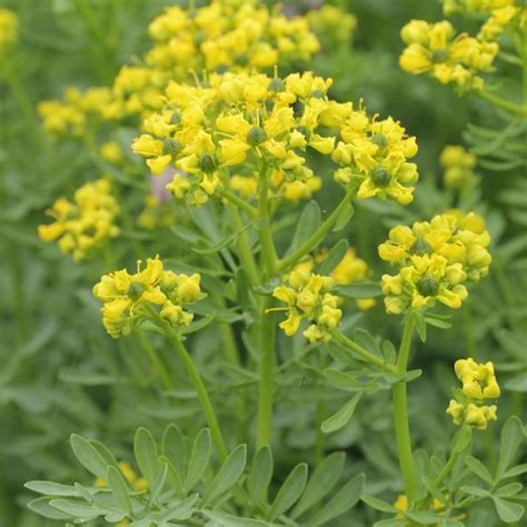 50 Yellow Rue Herb Of Grace Common Rue Ruta Graveolens Etsy