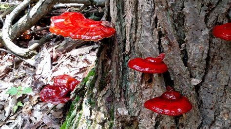 Ganoderma Tsugae Mushroom Hunting And Identification Shroomery