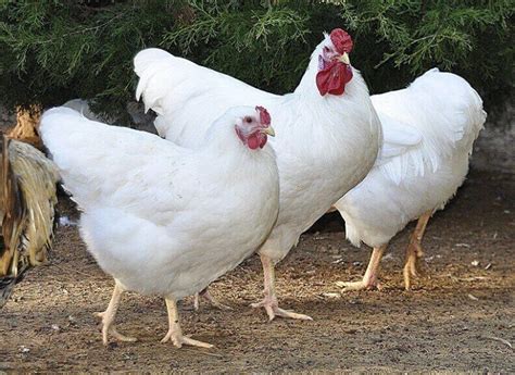 Rhode Island White Chicken Breed Thank Chickens