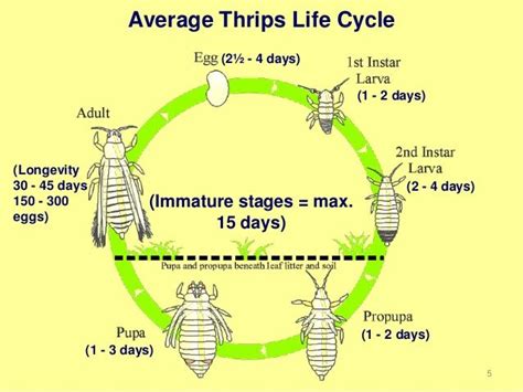 Thrips Life Cycle Days Chin Poindexter