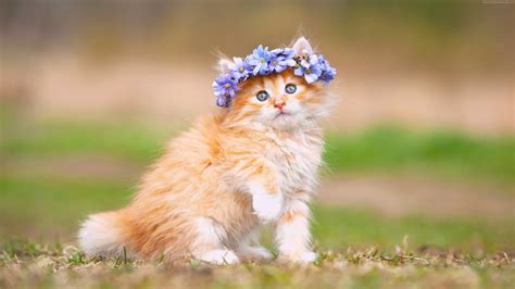 Download Wallpaper Kitten Cute Animals 4k By Matthewb70 Cute 4k
