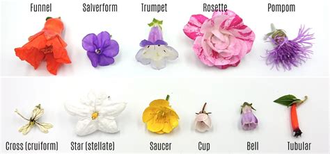 a brief guide to the different flower types shapes and growing patterns the seed collection