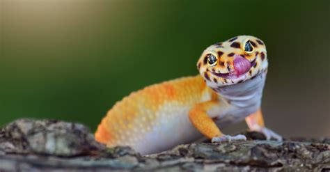 The Science Behind Geckos Sticky Feet Buzzitt
