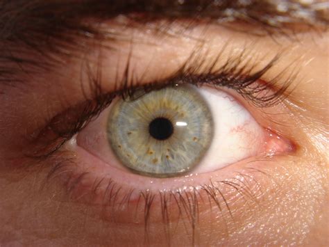 Filemy Eye Wikimedia Commons