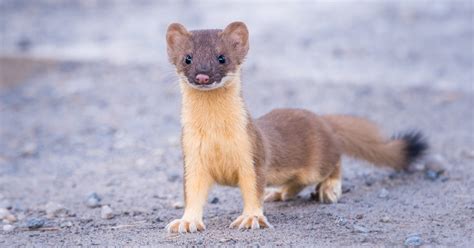 6 Weasels That Will Make You Nod Your Head And Say Weasels Clickhole