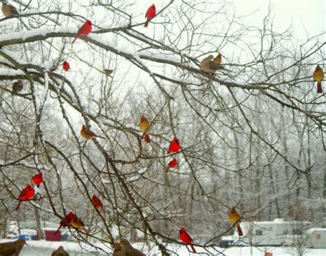 Ohio Winter Scene Fabulous Photography Pinterest