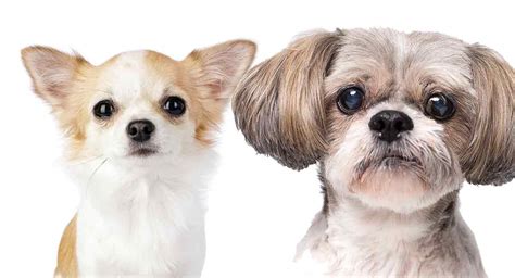 We take pride in raising healthy, happy, quality bred puppies. Shih Tzu Chihuahua Mix - Is This The Perfect Cross For You?