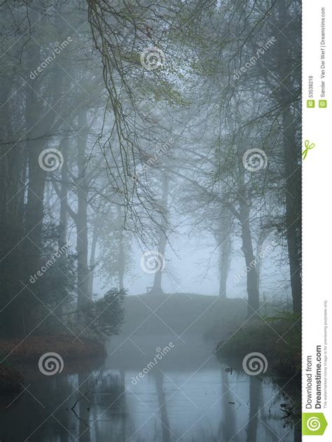 Mysterious Mood Stock Photo Image Of Forest Grief Plant 53538218