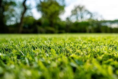 Additionally, if you've been doing it yourself and haven't had a professional. Hiring Lawn Care Professionals vs DIY Lawn Care: Pros and ...