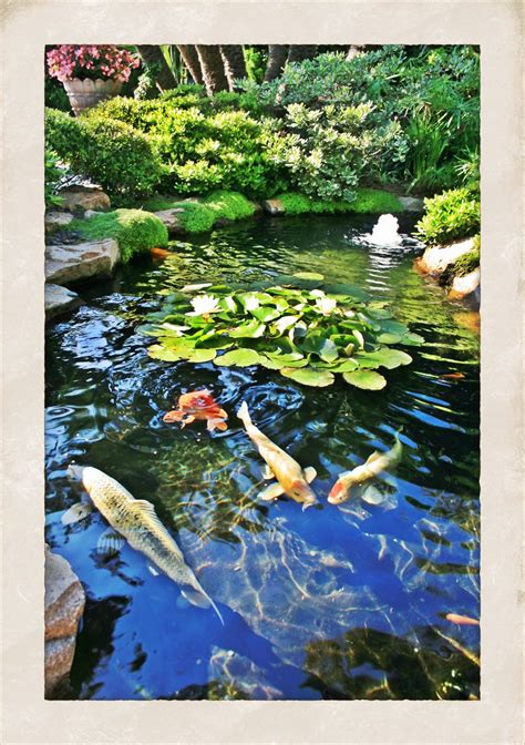 Zen Garden Encinitas Ca Koi Pond Zen Garden Design Pond Water Features
