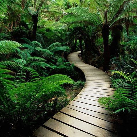 Jungle Bridge Wallpapers Top Free Jungle Bridge Backgrounds