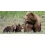 Little Bear Cubs Discover The Simple Joys Of A Hammock  Daily Dot