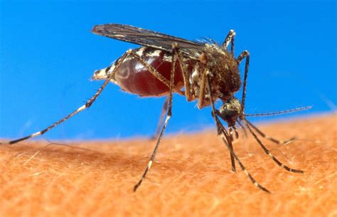 West Nile Virus Detected In Metro Detroit Mosquitoes