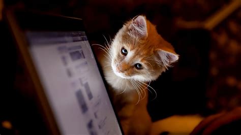 Computer Cat Hd Wallpapers Wallpaper Cave